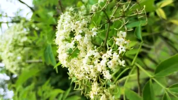 Sambucus Javanica Chinese Elderberry Flower Blooming — Stock Video