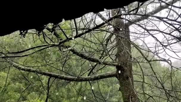 Gocce Pioggia Che Cadono Albero Con Bellissimo Sfondo Forestale — Video Stock