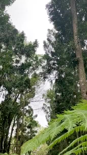 前景垂直組成シダの松の木の森の背景 — ストック動画