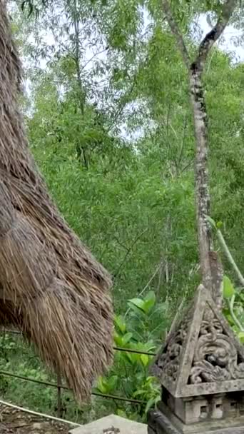 Δέντρα Σβήνουν Από Τον Άνεμο Εγγενή Διακοσμητικά Πρώτο Πλάνο Κάθετη — Αρχείο Βίντεο