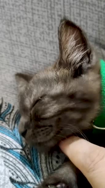 Sleeping Cat Wont Awake Even Poked — стоковое видео
