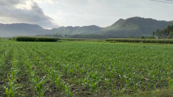 Кукурузное Поле Красивым Пейзажем Второй Половине Дня — стоковое видео