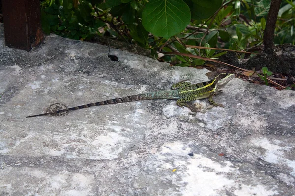 Reptil Tonos Verdes Amarillos Con Una Cabeza Triangular Una Larga — Foto de Stock