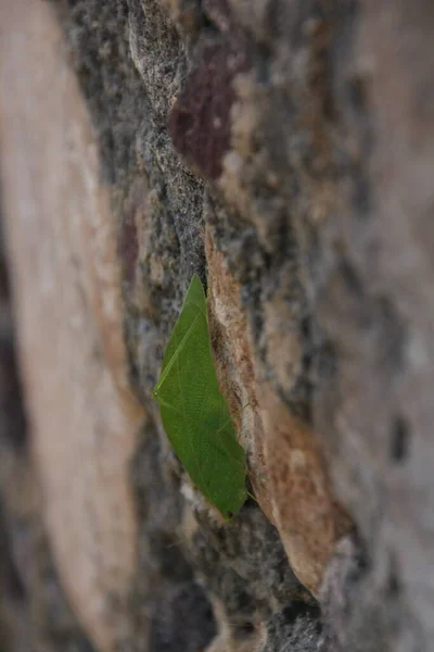 Nahaufnahme Eines Grünen Blätterartigen Insekts Das Auf Einem Stein Thront — Stockfoto