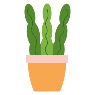 Turuncu saksıda üç yapraklı Sansevieria.