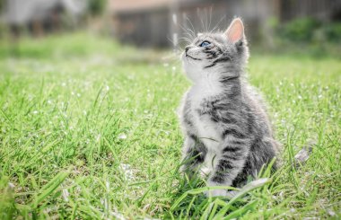 Güneşli bir günde küçük gri beyaz bir kedi yavrusu çimlerin üzerinde oturur.