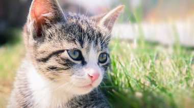 Gri beyaz çizgili bir kedi yavrusu güneşli bir günde çimenlerde uzanıyor.