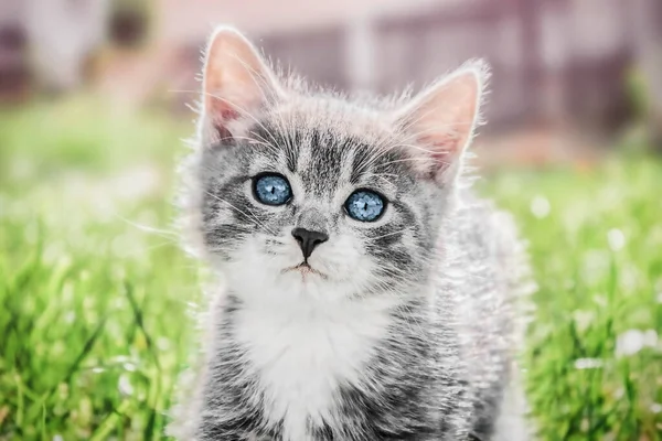 Mavi gözlü gri beyaz bir kedi yavrusunun yakın plan portresi.