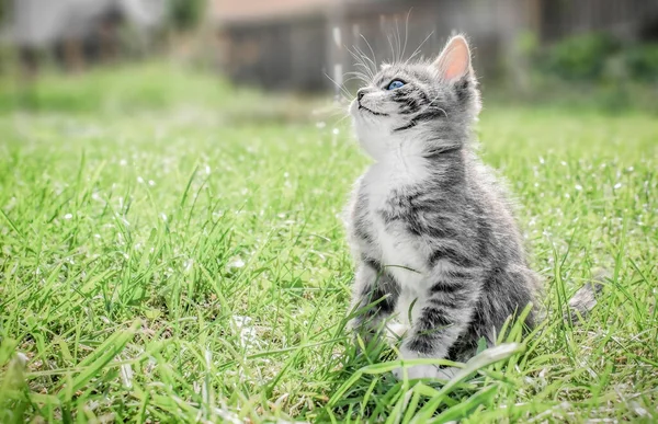 Ein Kleines Grau Weißes Kätzchen Sitzt Einem Sonnigen Tag Gras — Stockfoto