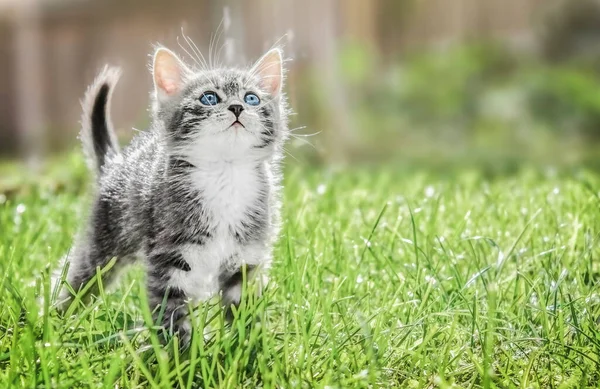 Mavi gözlü beyaz-gri bir kedi yavrusu güneşli bir günde bahçede oynar. Reklam için boşluk kopyala.