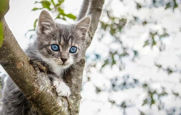 Portrét Šedobílého Koťátka Modrýma Očima Stromě Kopírovacím Prostorem — Stock fotografie