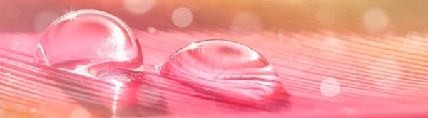 Güzel şeffaf su damlaları pembe ve turuncu renkli bir tüye düşer. Bokeh ve makro renklerle..