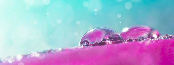 Güzel şeffaf su damlaları pembe ve mavi tonlarda bir tüye düşer güneş ışığında Bokeh ve makro tonlarda..