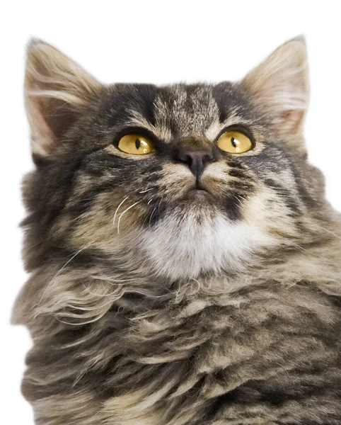 Maine Coon Kitten Portret Geïsoleerd Witte Achtergrond — Stockfoto