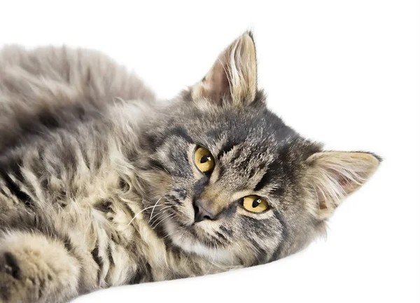 Котенок Мэн Кун Лежит Изолированный Белом Фоне — стоковое фото