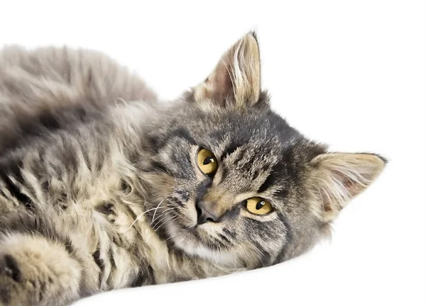 Maine Coon Gatito Encuentra Aislado Sobre Fondo Blanco —  Fotos de Stock