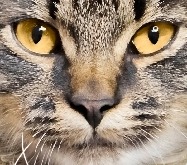 Gelbe Augen Eines Maine Coon Kätzchens Einem Makro — Stockfoto
