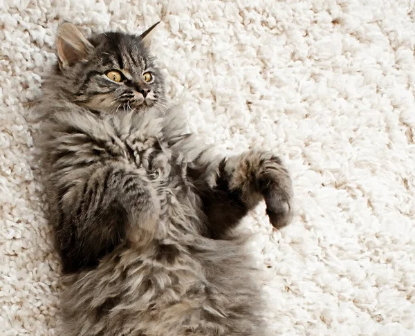 一只可爱的蓬松的小猫躺在一条轻薄的地毯上 — 图库照片