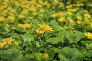 Ranunculus auricomus, bahçede düğün çiçeği, ilkbahar zamanı, sarı yeşil
