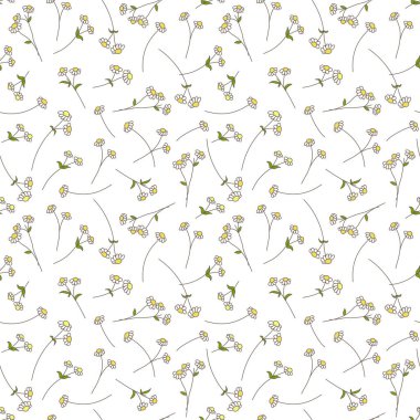 Seamless vector pattern with chamomile pharmacy flowers on white. Illustration for alternative medicine and cosmetics background and wallpaper.