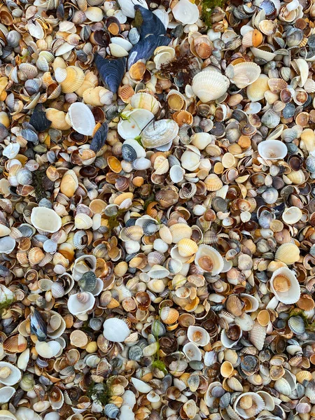 Plaża Wykonana Małych Muszli Piękna Wielokolorowa Faktura Tło Dla Pulpitu — Zdjęcie stockowe