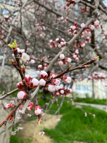 Pohon Aprikot Berbunga Awal Musim Semi Bunga Pertama Yang Indah Stok Foto