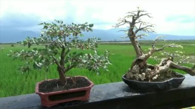 Arkaplanda pirinç tarlaları ve dağları olan saksılarda Bonsai Bitkileri Koleksiyonu