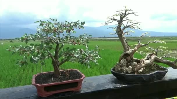 Coleção Plantas Bonsai Vasos Com Campos Arroz Montanhas Fundo — Vídeo de Stock