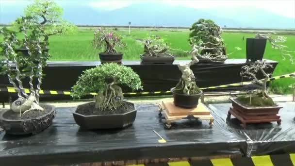Bonsai Növények Gyűjteménye Rizsföldekkel Hegyekkel Háttérben — Stock videók