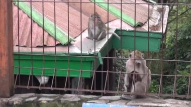 Tawangmangu doğal ormanlarındaki maymunlar, Orta Cava. Yavaş çekim videoları