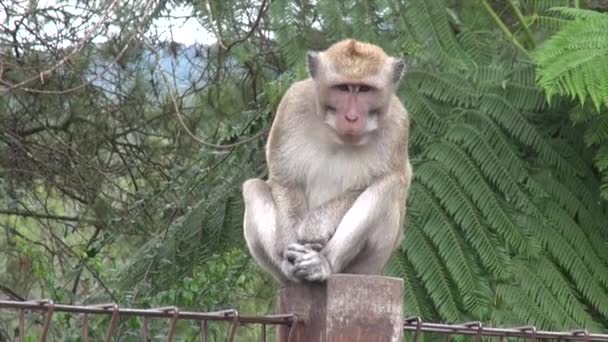 Monkeys Tawangmangu Natural Forest Central Java Slow Motion Videos — Stock Video