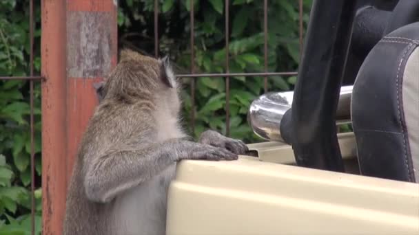爪哇中部的Tawangmangu天然林中的猴子 慢动作视频 — 图库视频影像