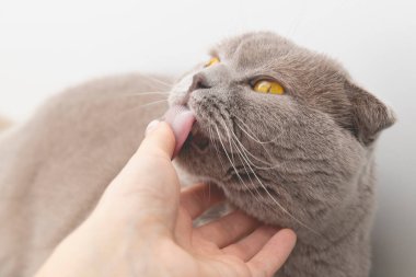 Beyaz arka planda insan eli yalayan kedi. Yüksek kalite fotoğraf