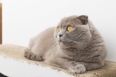 Genç İngiliz kısa hava kedisi yıpranmış karton kedi pençesi bileyicisinde dinleniyor. Yüksek kalite fotoğraf