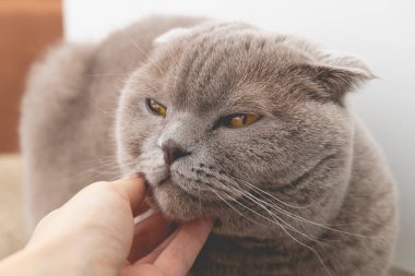 Mutlu kedi, bir kadın tarafından okşanmayı sever. Hayvanları sever. Yüksek kalite fotoğraf