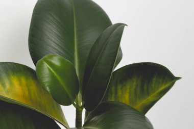 Sarı yapraklarla ölen kauçuk incir. Bahçe işleri konsepti. Yüksek kalite fotoğraf