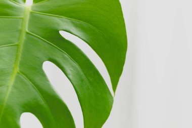 Beyaz arka planda Canavar 'dan yeşil izin. Yakın plan. Yüksek kalite fotoğraf