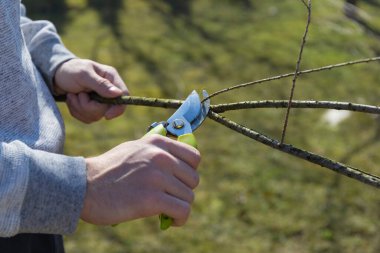 Gardener's hand with secateurs pruning tree branches - spring work. Close-up. High quality photo