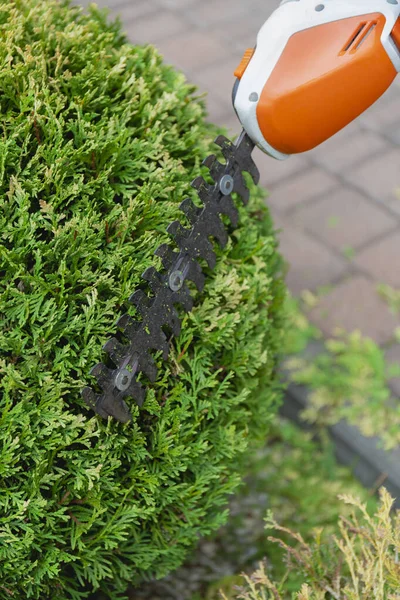 Bahçe makası, yeşil çalıları budamak. Bahçede çalışıyorum. Yüksek kalite fotoğraf