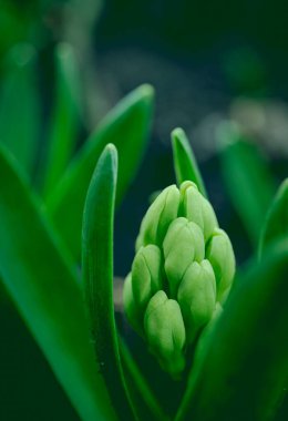 Sümbül çiçeği. Yüksek kalite fotoğraf