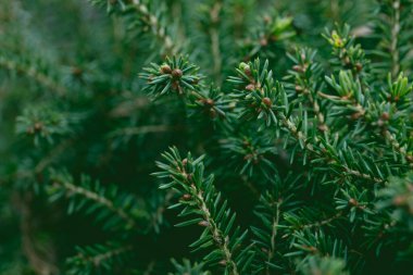 Noel ağacının dalları. Noel, yeni yıl. Duvar kağıdı. Pankart. Yüksek kalite fotoğraf