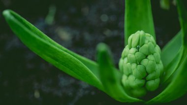 Serada sümbül fideleri var. Baharı bekliyorum. Yüksek kalite fotoğraf