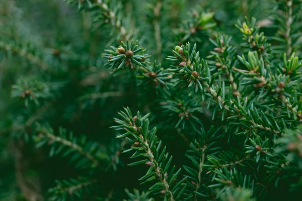 Noel ağacının dalları. Noel, yeni yıl. Duvar kağıdı. Pankart. Yüksek kalite fotoğraf