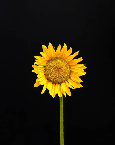 Sunflower on a black background. Summer and autumn minimal concept. Rectangle with copy space. Smartphone wallpaper
