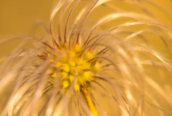 Żółte Jasne Abstrakcyjne Tło Stworzone Chińskiego Kwiatu Clematis Nazwa Botaniczna — Zdjęcie stockowe