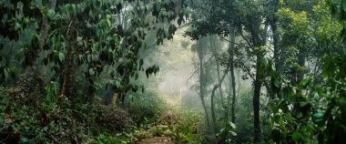 Büyülü bir ormanda gizemli bir ortam, bir fantezi masalını çağrıştırıyor..