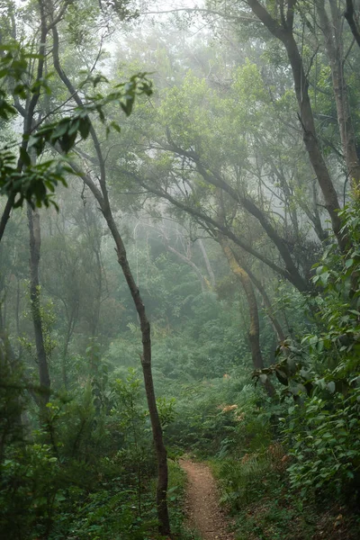 Paisajes Misteriosos Bosque Encantado Del Parque Rural Anaga Tenerife Islas — Foto de Stock
