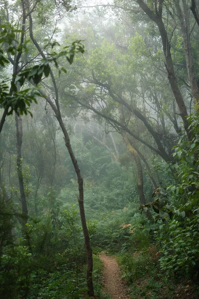 Paisagem Misteriosa Floresta Encantada Parque Rural Anaga Tenerife Ilhas Canárias — Fotografia de Stock