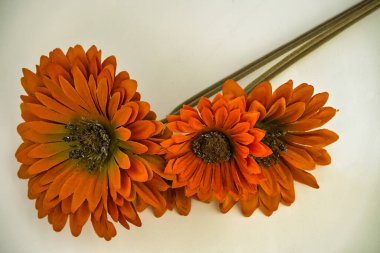 Barberton Papatyası 'nın yakın çekimi, izole edilmiş beyaz arka planda turuncu çiçekler. afiş kopyalama alanı