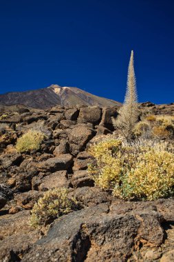 Volkan, manzara ve güneşli bir günde volkanik kayalar. Las Caadas del Teide 'nin doğal parkı, Tenerife, Kanarya Adaları, İspanya' nın ünlü turizm merkezi..